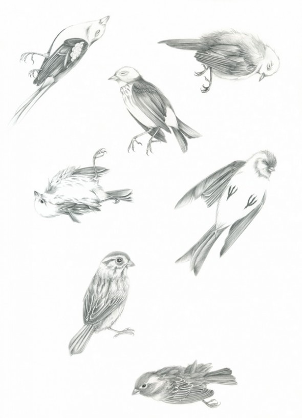 Birds