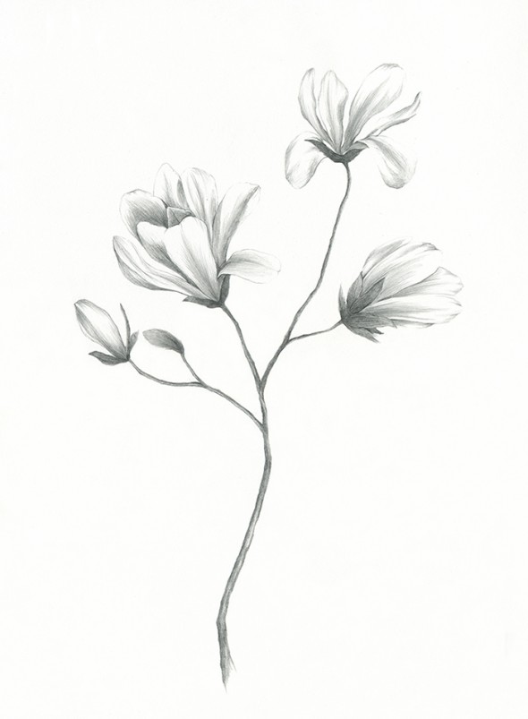 Magnolia