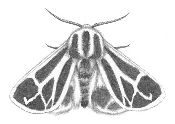 Moth